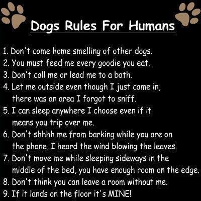 being-human-dog-rules-for-humans