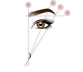 brows-diagram-to-find-head-tail-thickness-arch