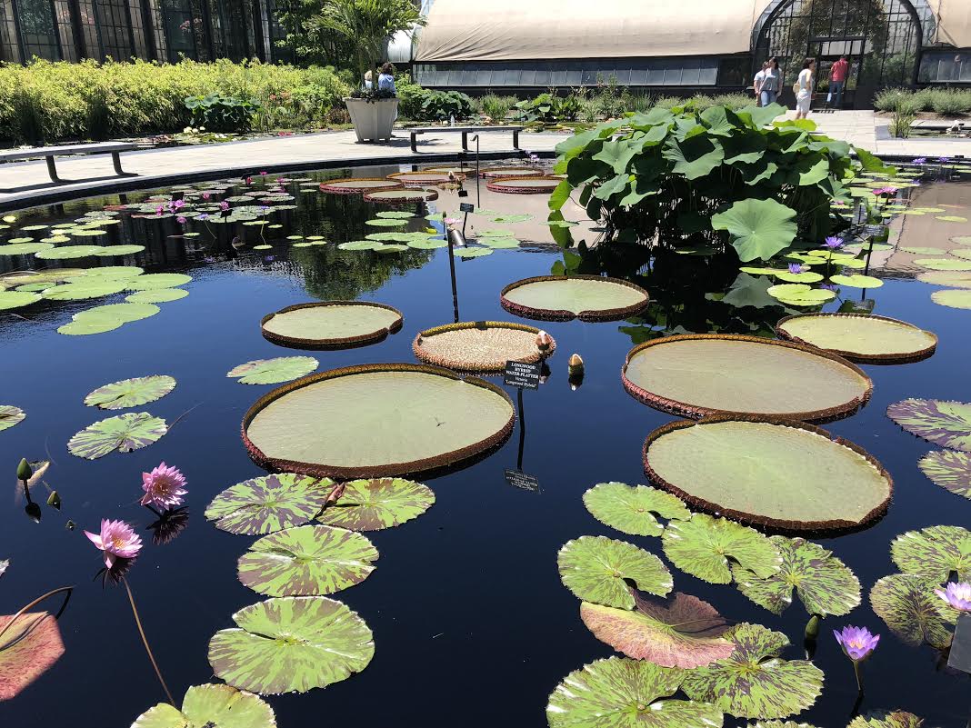 LILY-PADS GARDEN