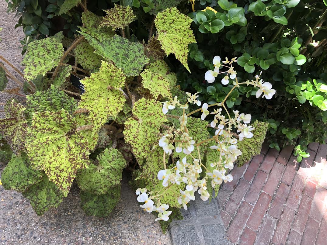 BEGONIA LEAVES AND FLOWER
