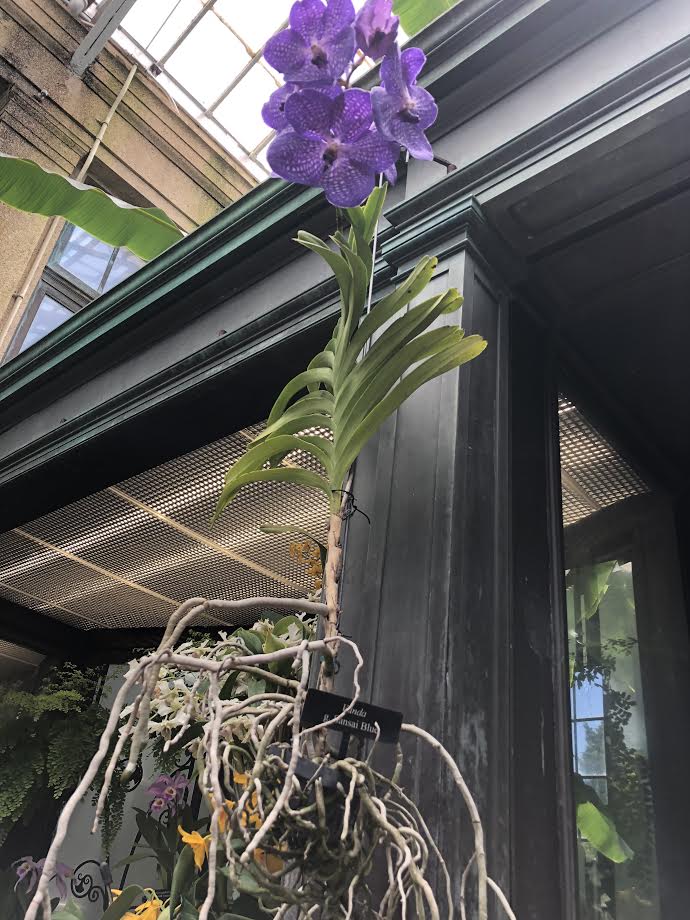 HANGING ORCHID